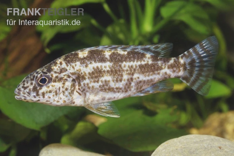 Vielfleckmaulbrüter, Nimbochromis Polystigma, Ca. 4 Cm 4 Vielfleckmaulbrüter, Nimbochromis Polystigma, Ca. 4 Cm – Bild 2