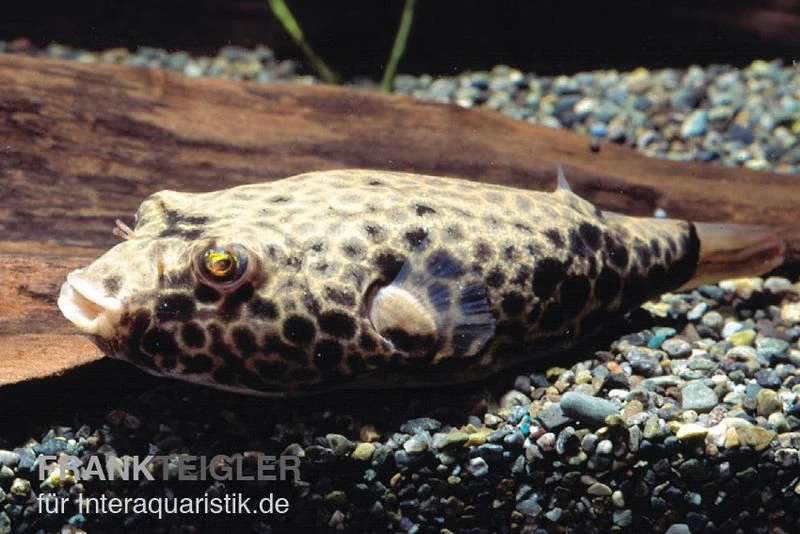Wabenkugelfisch, Tetraodon Duboisi 3 Wabenkugelfisch, Tetraodon Duboisi