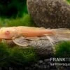 Wabenschilderwels Albino, Glyptoperichthys Gibbiceps 2 Wabenschilderwels Albino, Glyptoperichthys Gibbiceps -Zoohandlung Wabenschilderwels albino Glyptoperichthys gibbiceps 1