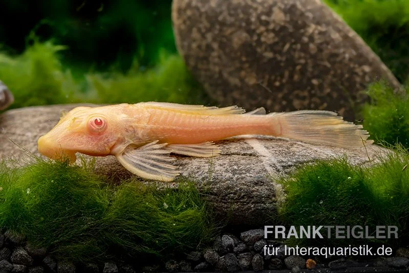 Wabenschilderwels Albino, Glyptoperichthys Gibbiceps 3 Wabenschilderwels Albino, Glyptoperichthys Gibbiceps