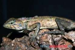 Waldgarteneidechse, Calotes Emma 7 Waldgarteneidechse, Calotes Emma -Zoohandlung Waldgarteneidechse Calotes emma2