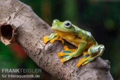 Wallace-Flugfrosch, Rhacophorus Nigropalmatus -Zoohandlung Wallace Flugfrosch Racophorus nigropalmatus 2