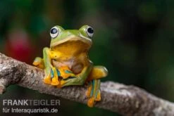 Wallace-Flugfrosch, Rhacophorus Nigropalmatus -Zoohandlung Wallace Flugfrosch Racophorus nigropalmatus 4