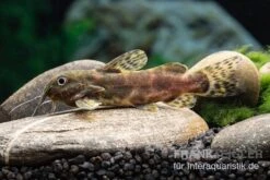 Waterlots Fiederbartwels, Synodontis Waterloti -Zoohandlung Waterlots Fiederbartwels Synodontis waterloti neu 1