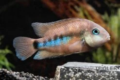 Weinrotflossiger Buntbarsch, Cryptoheros Cutteri -Zoohandlung Weinrotflossiger Buntbarsch Cryptoheros cutteri 3