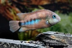 Weinrotflossiger Buntbarsch, Cryptoheros Cutteri -Zoohandlung Weinrotflossiger Buntbarsch Cryptoheros cutteri 4