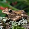 Weißbart-Ruderfrosch, Rhacophorus Leucomystax -Zoohandlung Weissbart Ruderfrosch Rhacophorus leucomystax 1