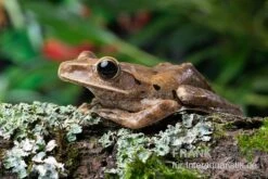 Weißbart-Ruderfrosch, Rhacophorus Leucomystax