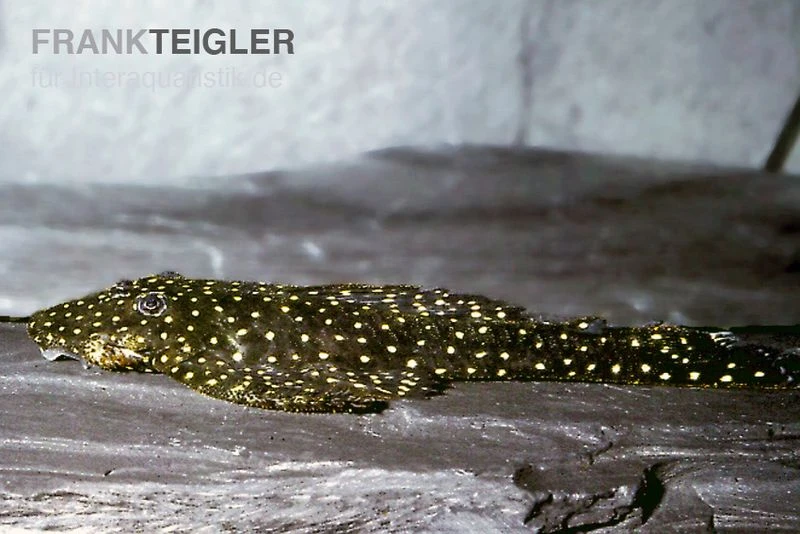 Weißpunkt-Fliegerharnischwels, Pseudolithoxus Anthrax "L235" 3 Weißpunkt-Fliegerharnischwels, Pseudolithoxus Anthrax "L235"