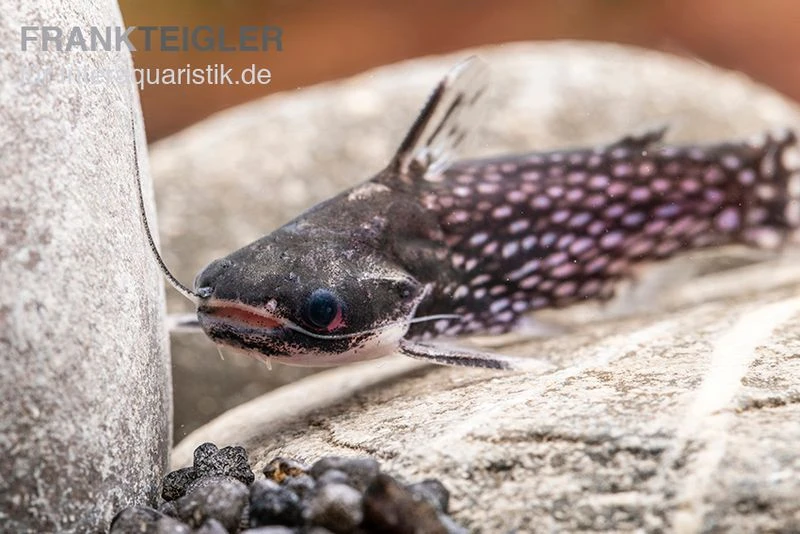 Weißpunkt-Trugdornwels, Tatia Intermedia 7 Weißpunkt-Trugdornwels, Tatia Intermedia – Bild 5