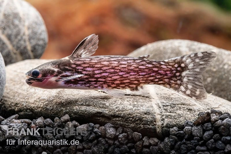 Weißpunkt-Trugdornwels, Tatia Intermedia 6 Weißpunkt-Trugdornwels, Tatia Intermedia – Bild 4