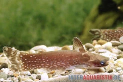 Weißpunkt-Trugdornwels, Tatia Intermedia 9 Weißpunkt-Trugdornwels, Tatia Intermedia -Zoohandlung Weisspunkt Trugdornwels Tatia intermedia neu 2