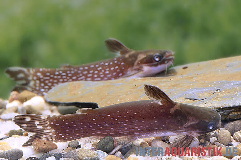 Weißpunkt-Trugdornwels, Tatia Intermedia 4 Weißpunkt-Trugdornwels, Tatia Intermedia – Bild 2