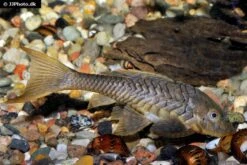 Wels L152 Orinoko-Tannenzapfenwels, Pseudorinelepis Genibarbis -Zoohandlung Wels L 152 Orinoko Tannenzapfenwels Pseudorinelepis genibarbis 3