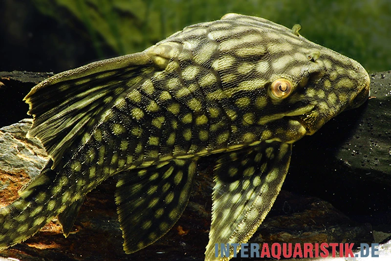 Wels L 330 Panaque Spec 4 Wels L 330 Panaque Spec – Bild 2