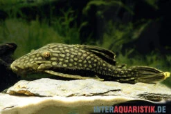 Wels L 330 Panaque Spec 7 Wels L 330 Panaque Spec -Zoohandlung Wels L 330 Panaque spec neu 2