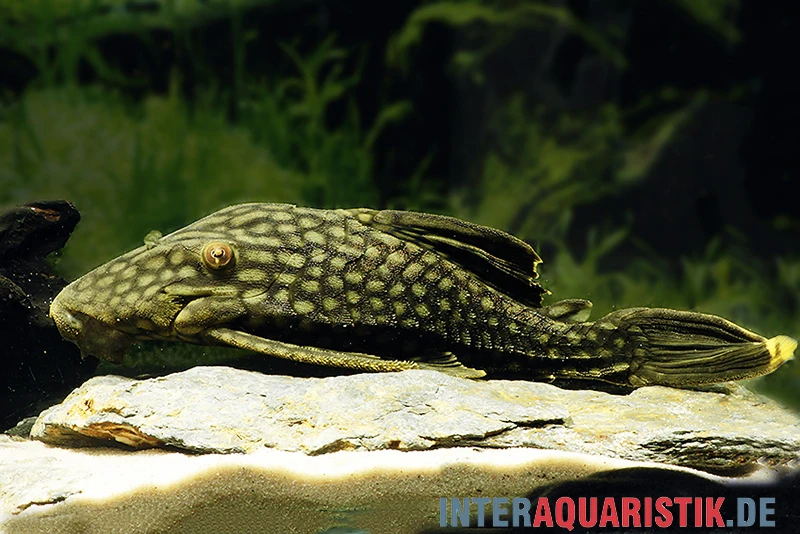 Wels L 330 Panaque Spec 5 Wels L 330 Panaque Spec – Bild 3