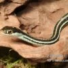 Westliche Bändernatter, Thamnophis Proximus -Zoohandlung Westliche Baendernatter Thamnophis proximus 1