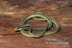 Westliche Bändernatter, Thamnophis Proximus 5 Westliche Bändernatter, Thamnophis Proximus -Zoohandlung Westliche Baendernatter Thamnophis proximus 2