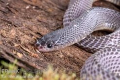 Westliche Wald-Feilenschlange, Mehelya Poensis -Zoohandlung Westliche Wald Feilenschlange Mehelya poensis 6