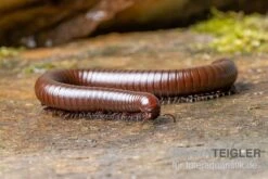 Wüsten-Tausendfüßer, Orthoporus Ornatus -Zoohandlung Wuesten Tausendfuesser Orthoporus ornatus 3