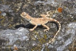 Wüstenagame, Agama Mutabilis -Zoohandlung Wuestenagame Agama mutabilis