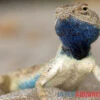 Wüstenagame, Agama Mutabilis -Zoohandlung Wuestenagame Agama mutabilis neu farbe jpg