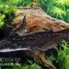 Wurzelwels, Trachelyopterus Fisheri 1 Wurzelwels, Trachelyopterus Fisheri -Zoohandlung Wurzelwels Trachelyopterus fisheri