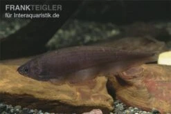 Afrikanischer Messerfisch, Xenomystus Nigri -Zoohandlung Xenomystus nigri Afrikanischer Messerfisch 1