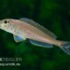 Sandcichlide Burundi Blau, Xenotilapia Bathyphilus Burundi Blue, DNZ 2 Sandcichlide Burundi Blau, Xenotilapia Bathyphilus Burundi Blue, DNZ -Zoohandlung Xenotilapia bathyphilus BURUNDI BLUE 1 2