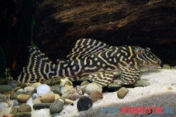 Yellow Zebra Catfish, L401, Hypancistrus Sp. -Zoohandlung Yellow Zebra Catfish L401 Hypancistrus sp 3