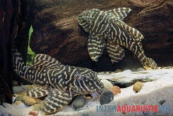 Yellow Zebra Catfish, L401, Hypancistrus Sp. -Zoohandlung Yellow Zebra Catfish L401 Hypancistrus sp 4
