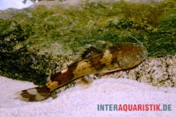 Zungaro-Wels, Pseudopimelodus Zungaro