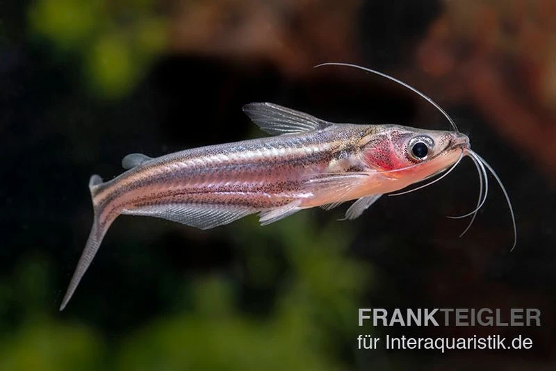 Zwerg-Haiwels, Pseudeutropius Moolenburghae 5 Zwerg-Haiwels, Pseudeutropius Moolenburghae – Bild 3