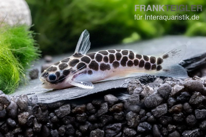 Zwergtrugdornwels, Centromochlus Perugiae 3 Zwergtrugdornwels, Centromochlus Perugiae