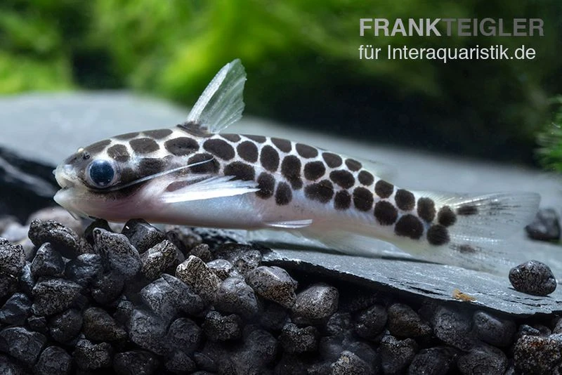 Zwergtrugdornwels, Centromochlus Perugiae 4 Zwergtrugdornwels, Centromochlus Perugiae – Bild 2