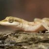 Zwergwüstengecko, Tropiocolotes Steudneri -Zoohandlung Zwergwuestengecko Tropiocolotes steudneri 2