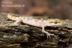 Zwergwüstengecko, Tropiocolotes Steudneri -Zoohandlung Zwergwuestengecko Tropiocolotes steudneri 3