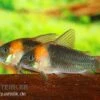 Dreieckspanzerwels, Corydoras Eques Tefe 1 Dreieckspanzerwels, Corydoras Eques Tefe -Zoohandlung corydoras eques tefe