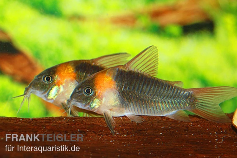 Dreieckspanzerwels, Corydoras Eques Tefe 3 Dreieckspanzerwels, Corydoras Eques Tefe