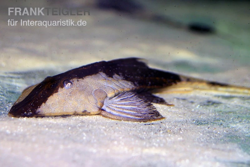 Chamäleon-Flunderharnischwels, Pseudohemiodon Apithanos 3 Chamäleon-Flunderharnischwels, Pseudohemiodon Apithanos