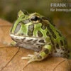 Pacman-Frog, Schmuckhornfrosch, Ceratophrys Cranwelli 2 Pacman-Frog, Schmuckhornfrosch, Ceratophrys Cranwelli -Zoohandlung schmuckhornfrosch pacman frog